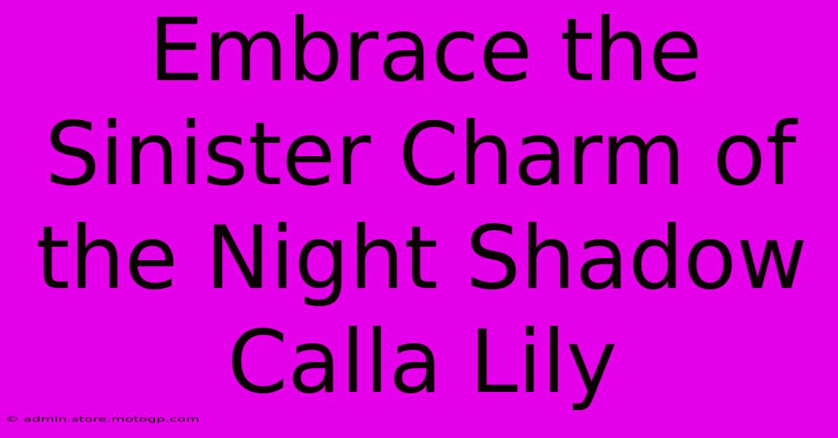 Embrace The Sinister Charm Of The Night Shadow Calla Lily