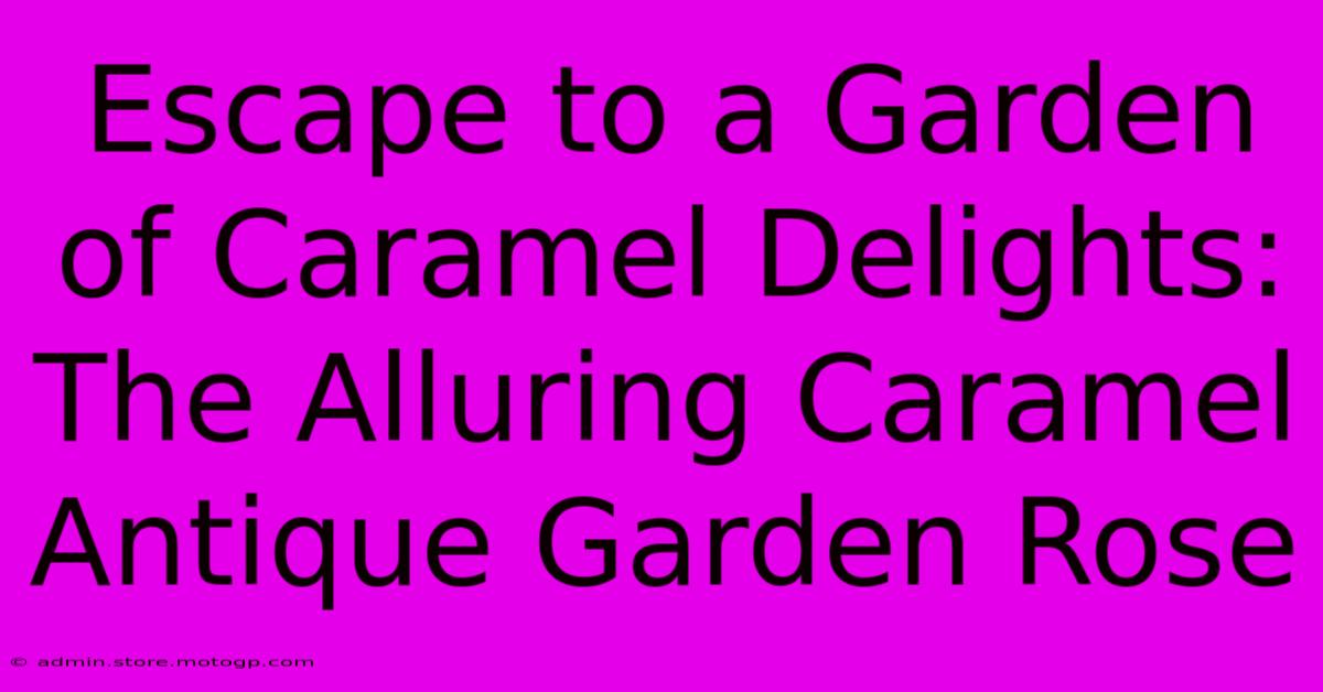 Escape To A Garden Of Caramel Delights: The Alluring Caramel Antique Garden Rose