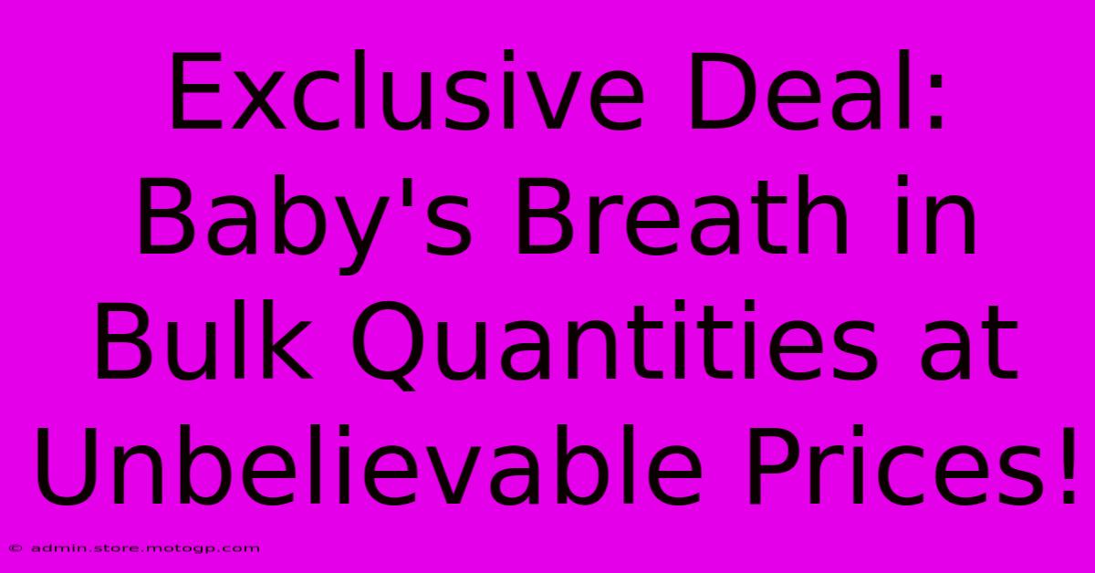 Exclusive Deal: Baby's Breath In Bulk Quantities At Unbelievable Prices!