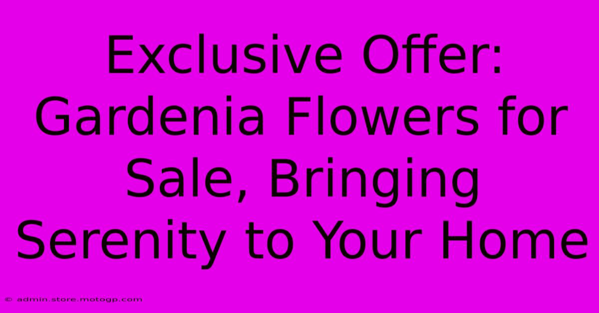 Exclusive Offer: Gardenia Flowers For Sale, Bringing Serenity To Your Home