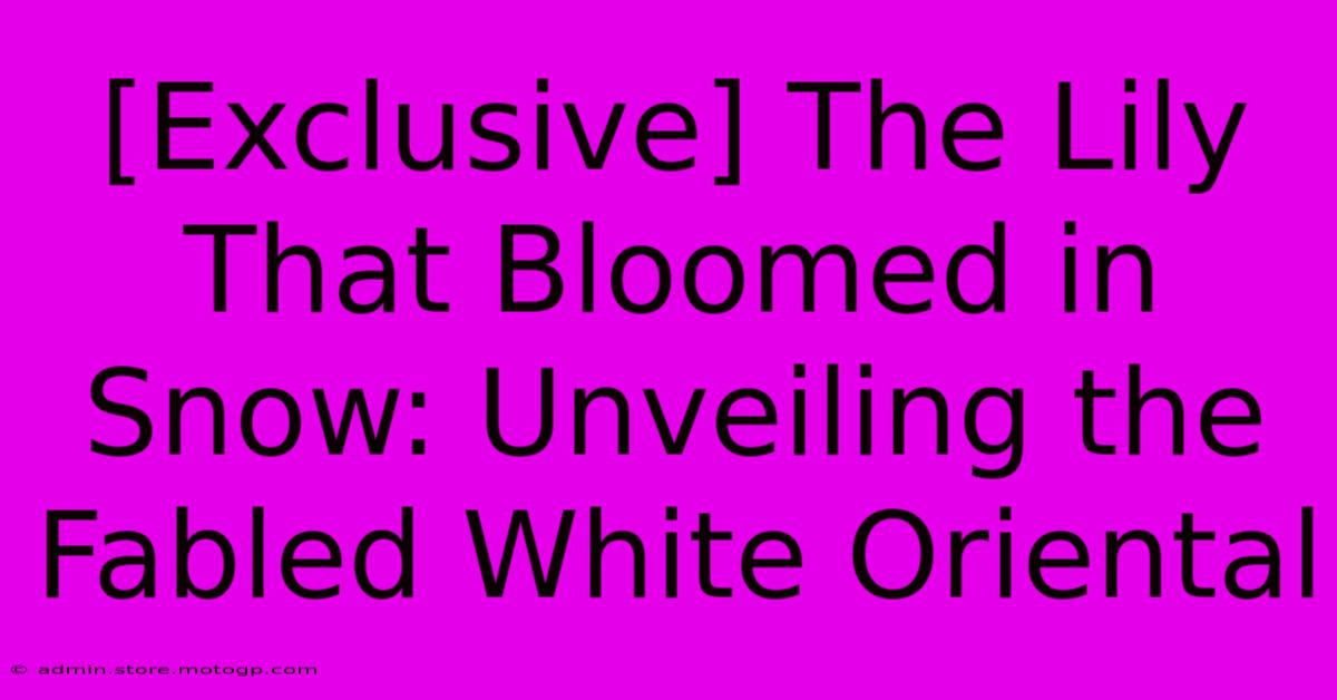 [Exclusive] The Lily That Bloomed In Snow: Unveiling The Fabled White Oriental