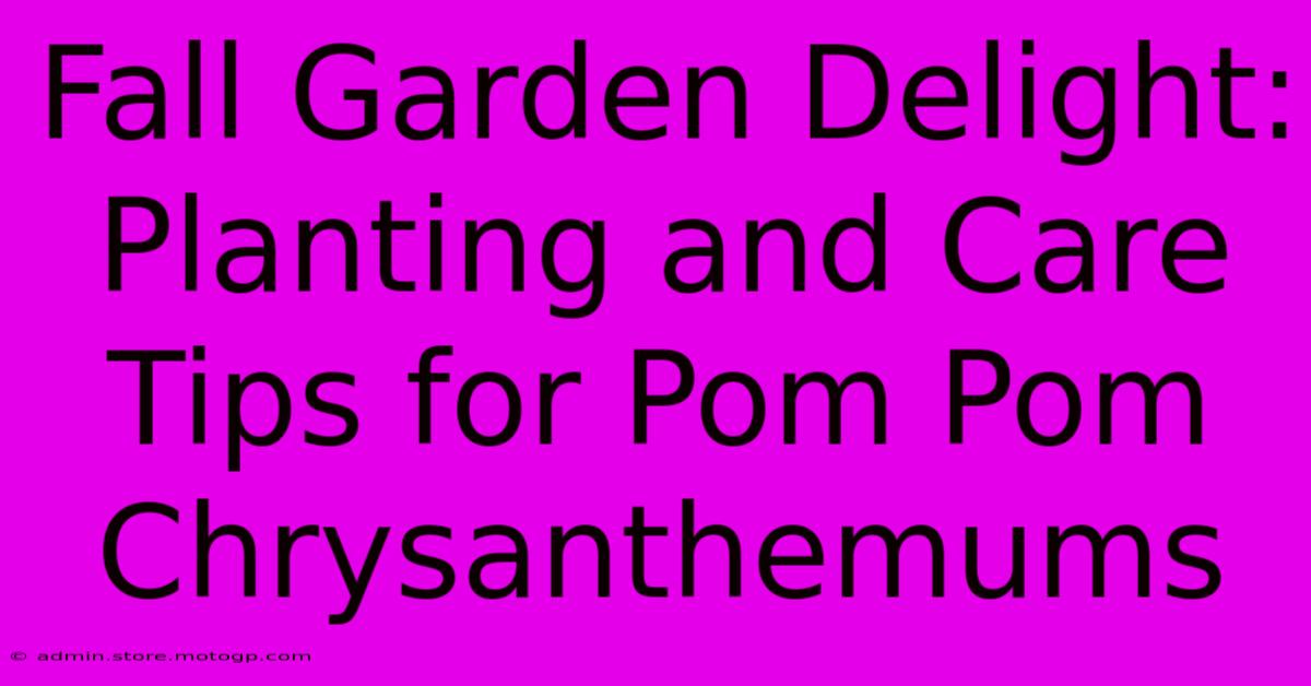 Fall Garden Delight: Planting And Care Tips For Pom Pom Chrysanthemums