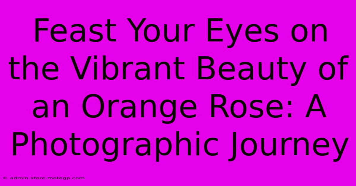 Feast Your Eyes On The Vibrant Beauty Of An Orange Rose: A Photographic Journey