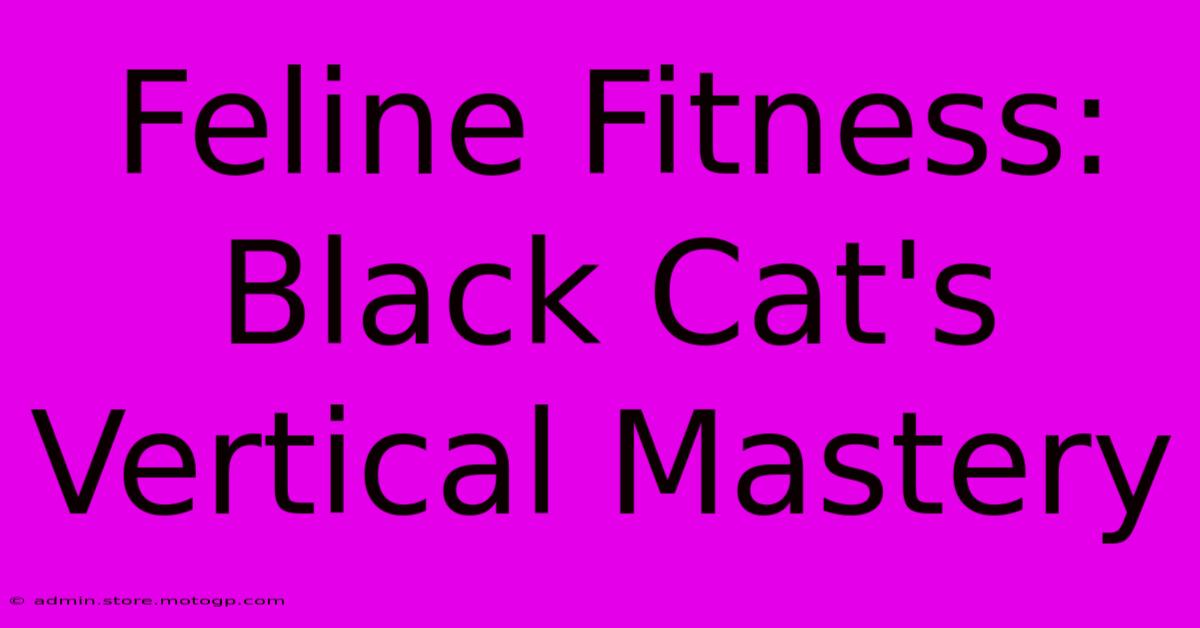 Feline Fitness: Black Cat's Vertical Mastery