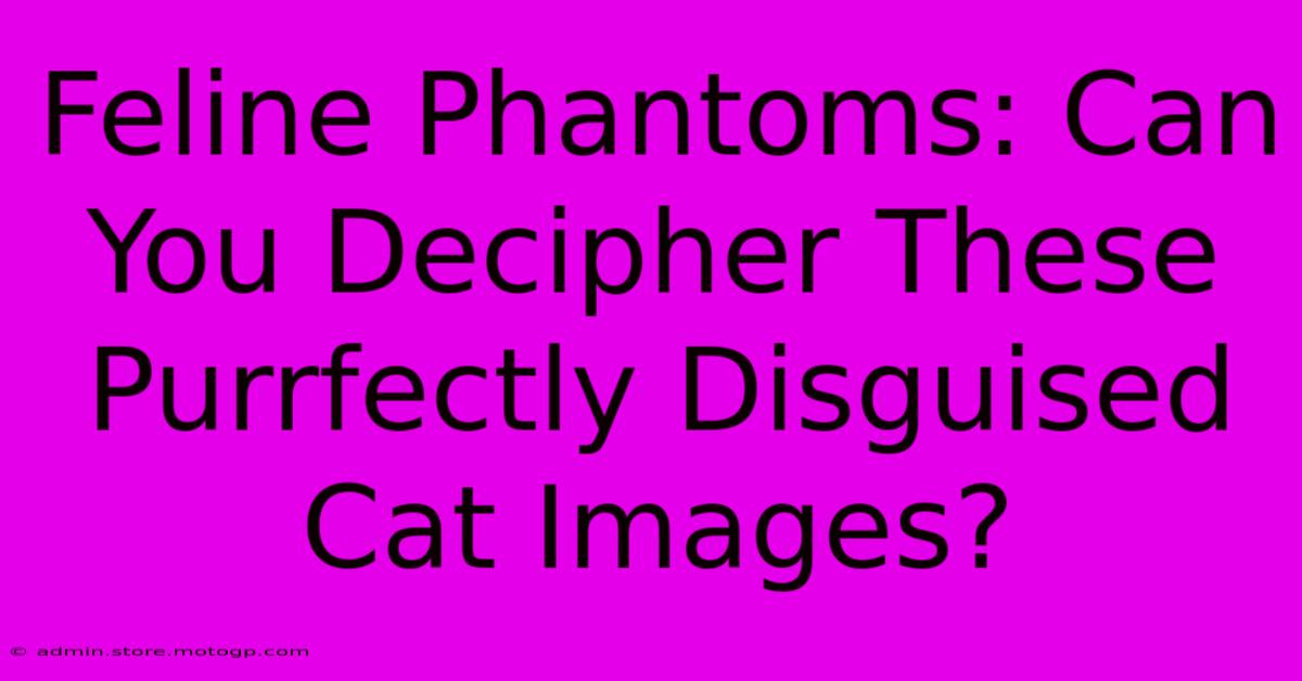 Feline Phantoms: Can You Decipher These Purrfectly Disguised Cat Images?