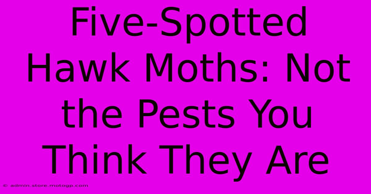 Five-Spotted Hawk Moths: Not The Pests You Think They Are