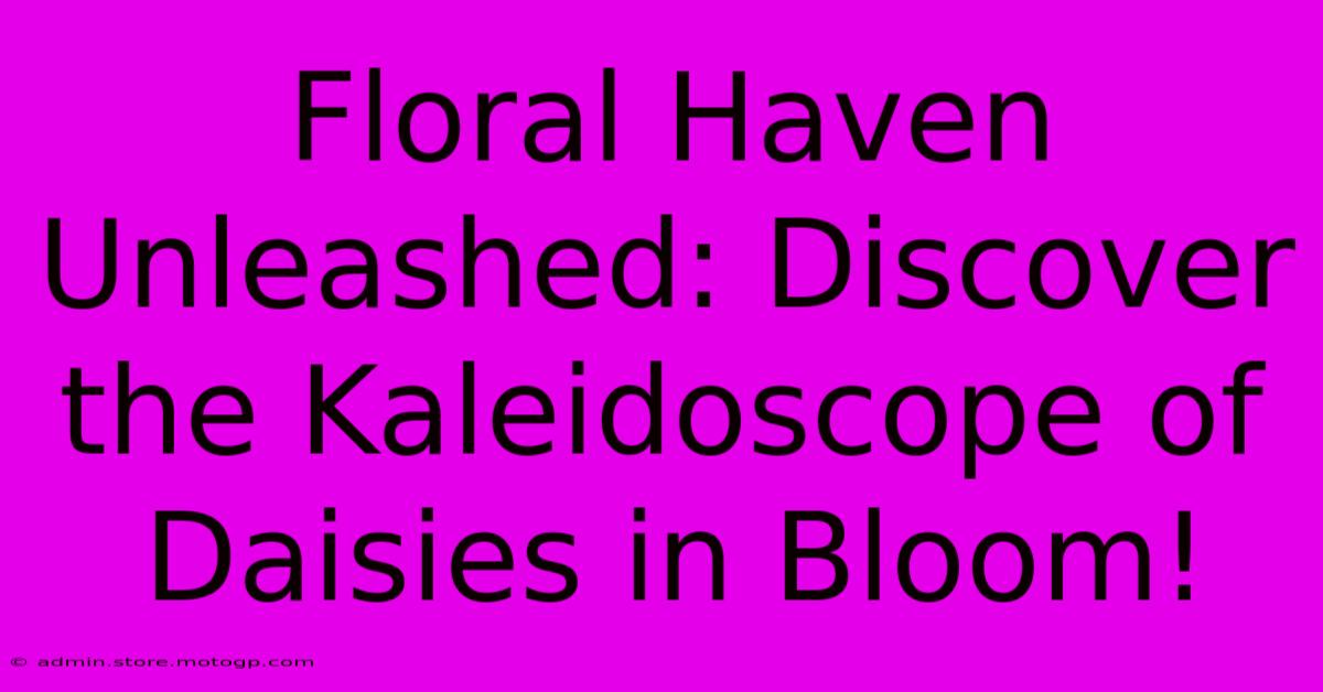 Floral Haven Unleashed: Discover The Kaleidoscope Of Daisies In Bloom!