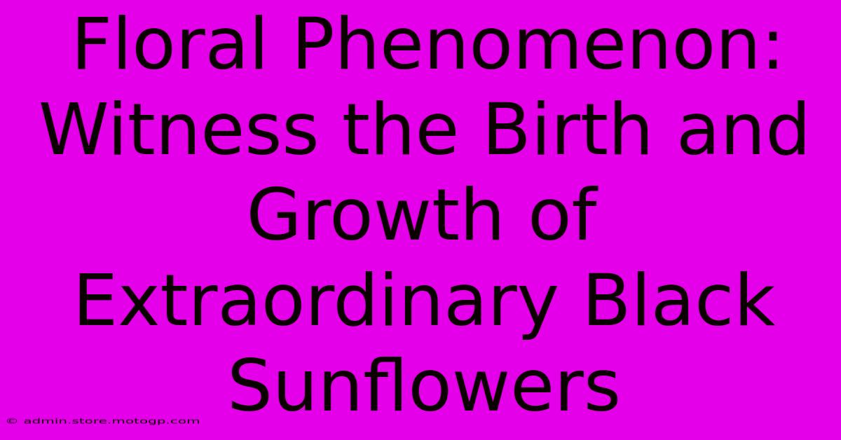 Floral Phenomenon: Witness The Birth And Growth Of Extraordinary Black Sunflowers