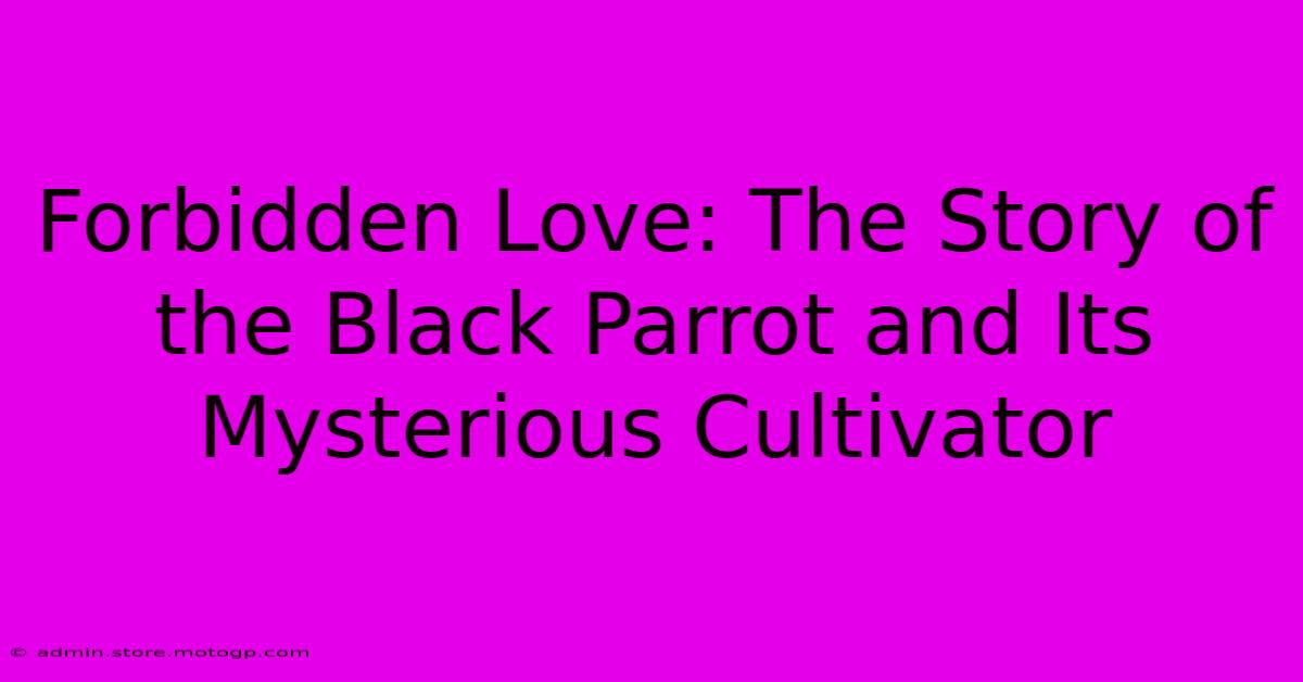 Forbidden Love: The Story Of The Black Parrot And Its Mysterious Cultivator