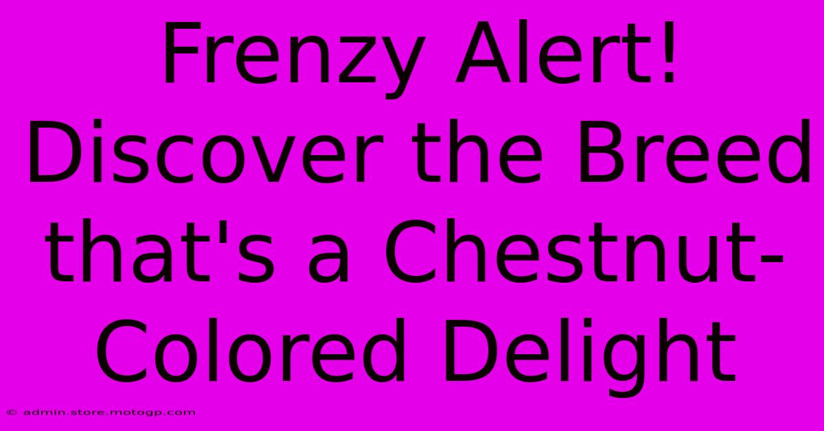 Frenzy Alert! Discover The Breed That's A Chestnut-Colored Delight