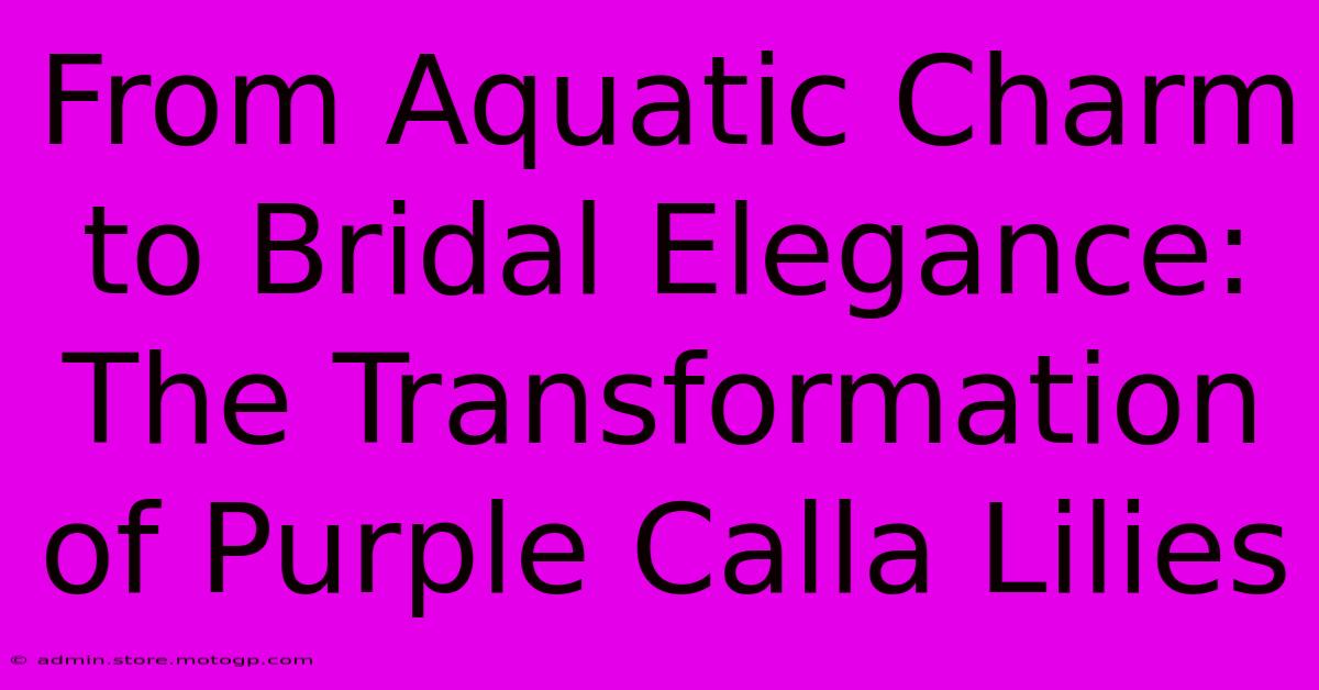 From Aquatic Charm To Bridal Elegance: The Transformation Of Purple Calla Lilies