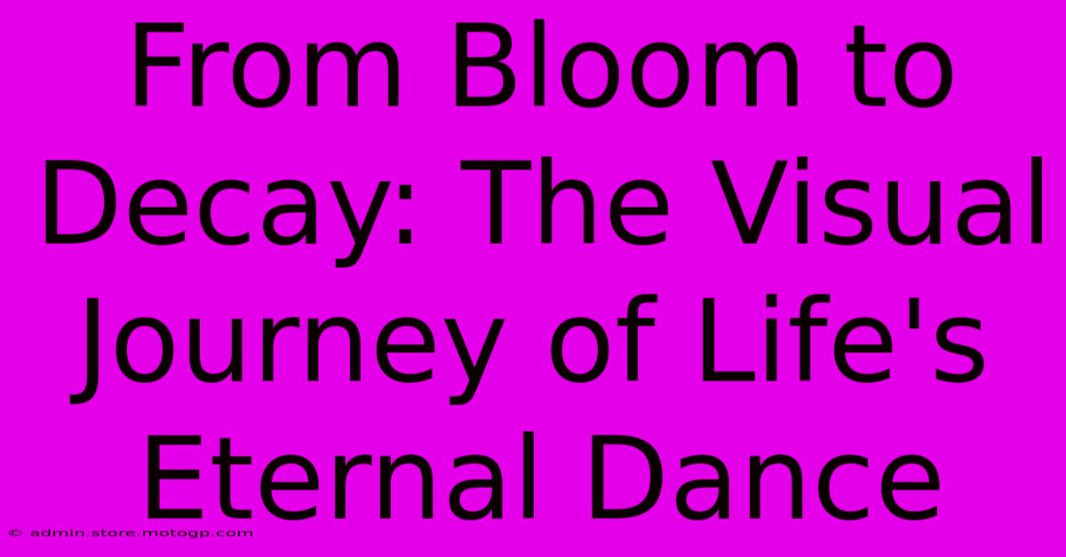 From Bloom To Decay: The Visual Journey Of Life's Eternal Dance