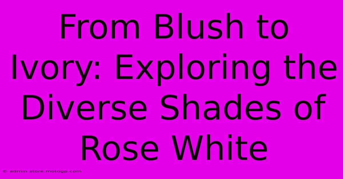 From Blush To Ivory: Exploring The Diverse Shades Of Rose White