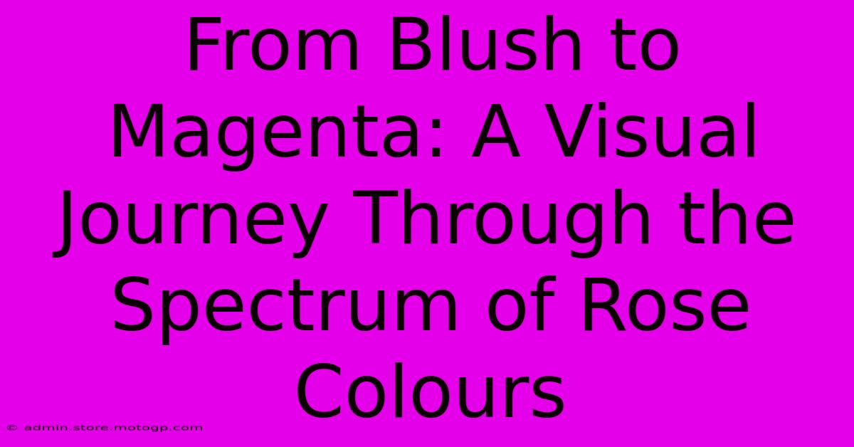 From Blush To Magenta: A Visual Journey Through The Spectrum Of Rose Colours