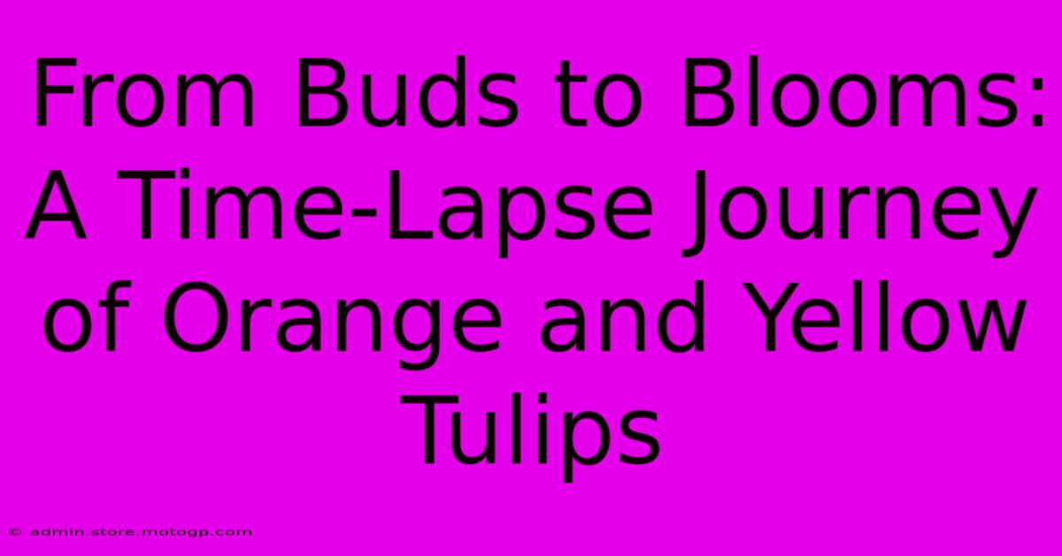 From Buds To Blooms: A Time-Lapse Journey Of Orange And Yellow Tulips