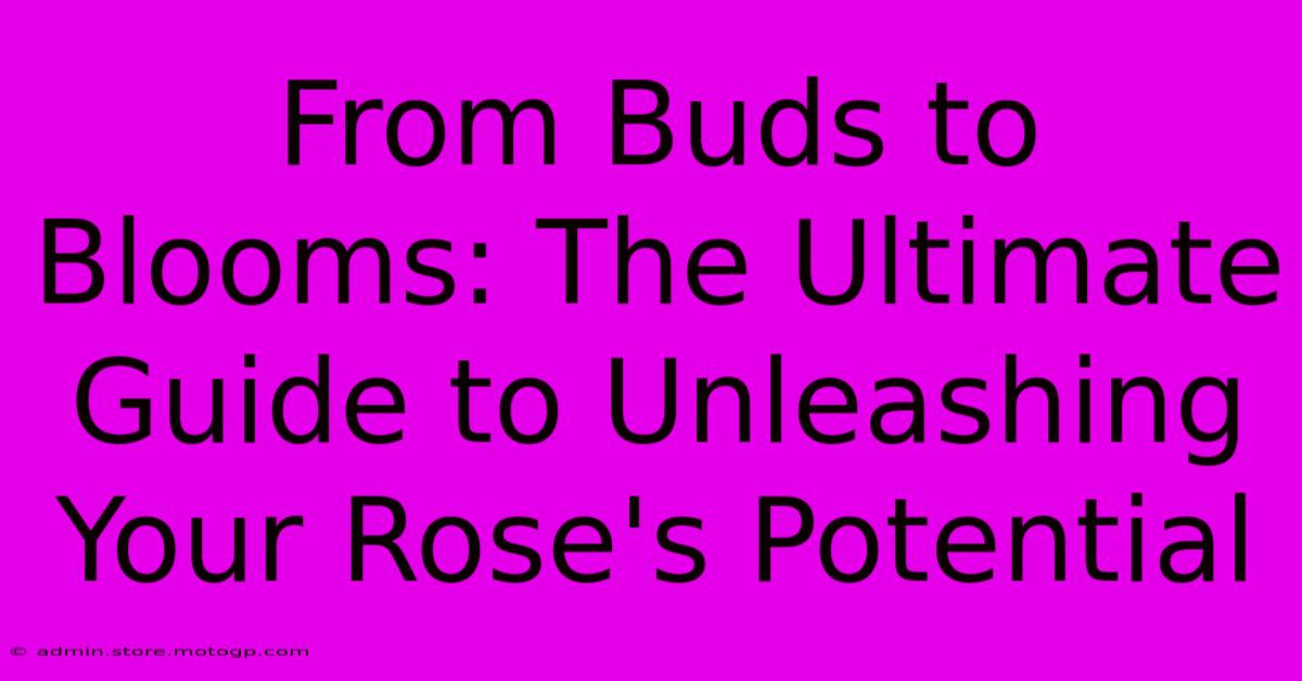 From Buds To Blooms: The Ultimate Guide To Unleashing Your Rose's Potential