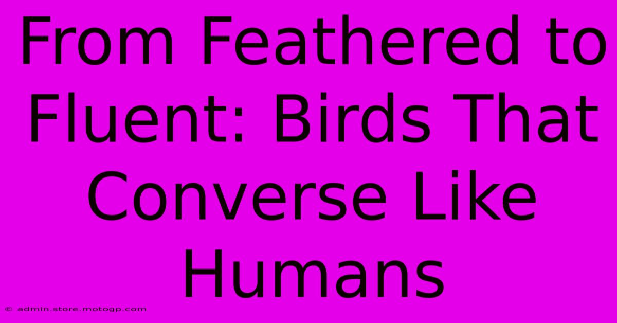 From Feathered To Fluent: Birds That Converse Like Humans