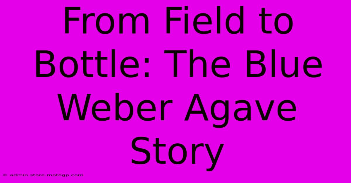 From Field To Bottle: The Blue Weber Agave Story