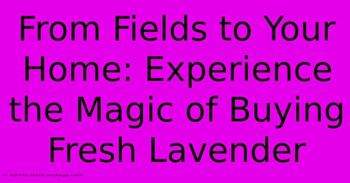 From Fields To Your Home: Experience The Magic Of Buying Fresh Lavender