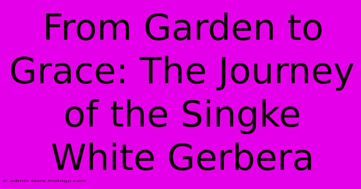 From Garden To Grace: The Journey Of The Singke White Gerbera