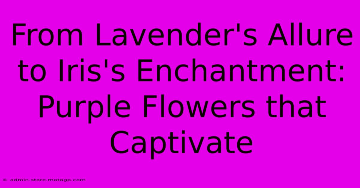 From Lavender's Allure To Iris's Enchantment: Purple Flowers That Captivate