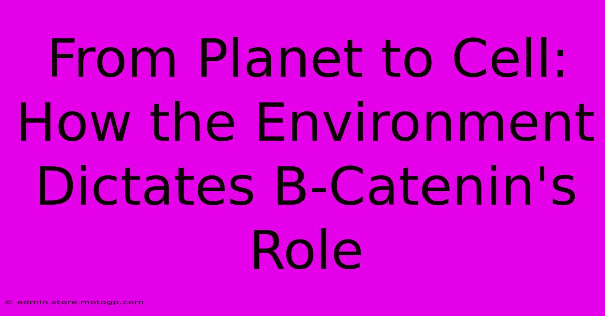 From Planet To Cell: How The Environment Dictates B-Catenin's Role