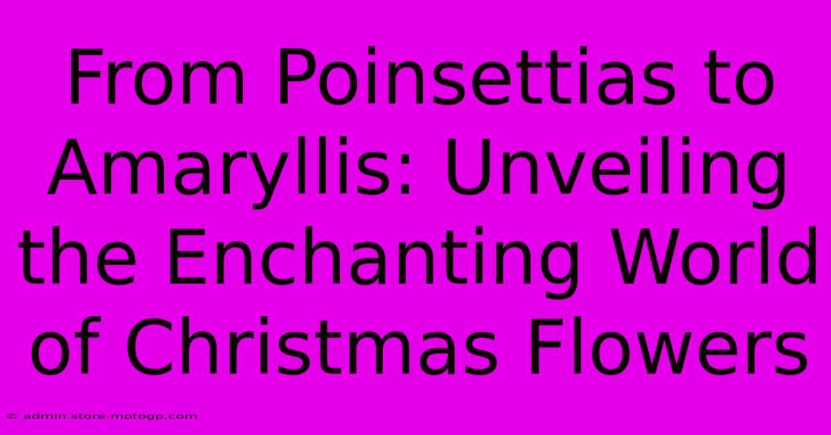 From Poinsettias To Amaryllis: Unveiling The Enchanting World Of Christmas Flowers