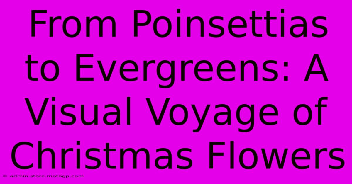 From Poinsettias To Evergreens: A Visual Voyage Of Christmas Flowers