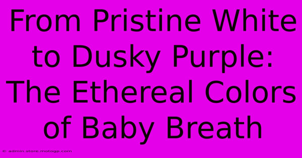 From Pristine White To Dusky Purple: The Ethereal Colors Of Baby Breath