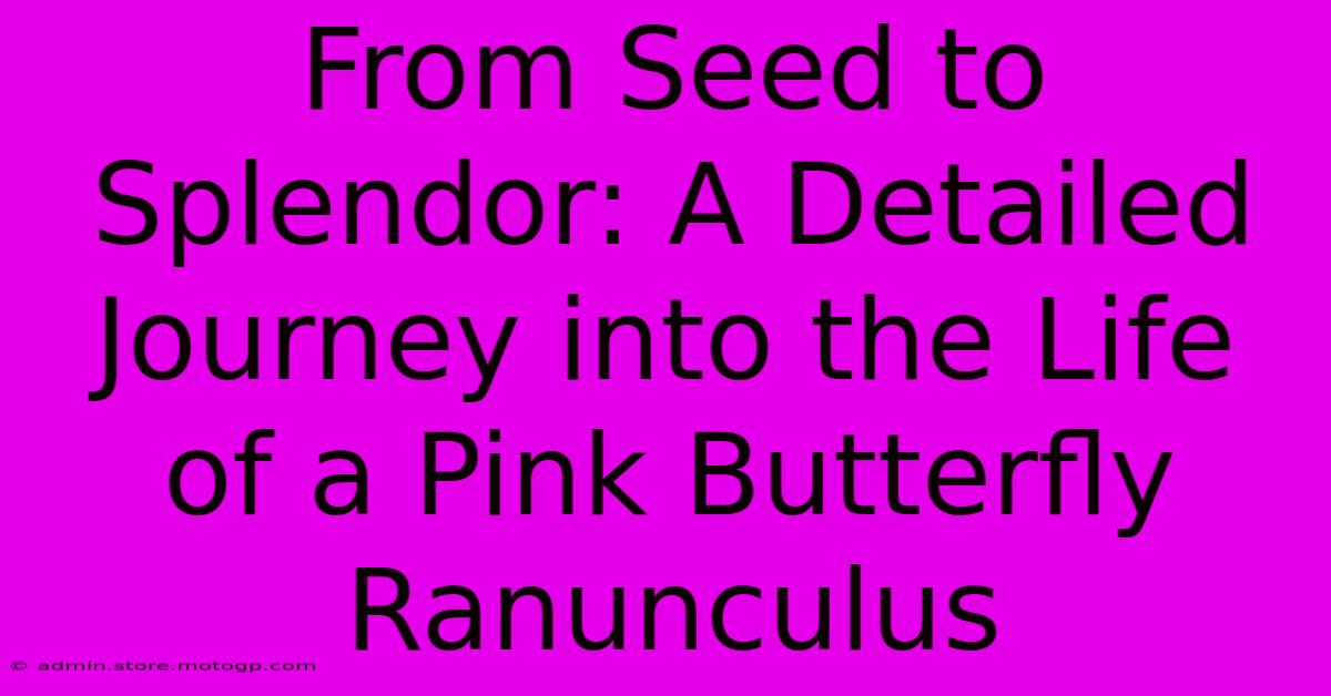 From Seed To Splendor: A Detailed Journey Into The Life Of A Pink Butterfly Ranunculus