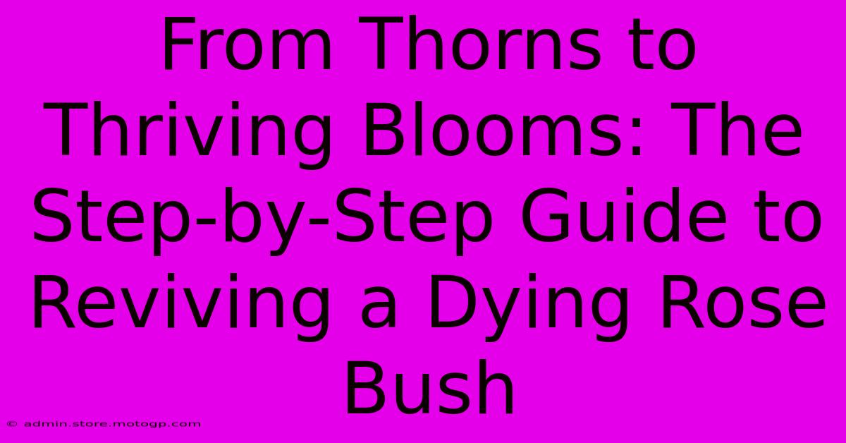 From Thorns To Thriving Blooms: The Step-by-Step Guide To Reviving A Dying Rose Bush