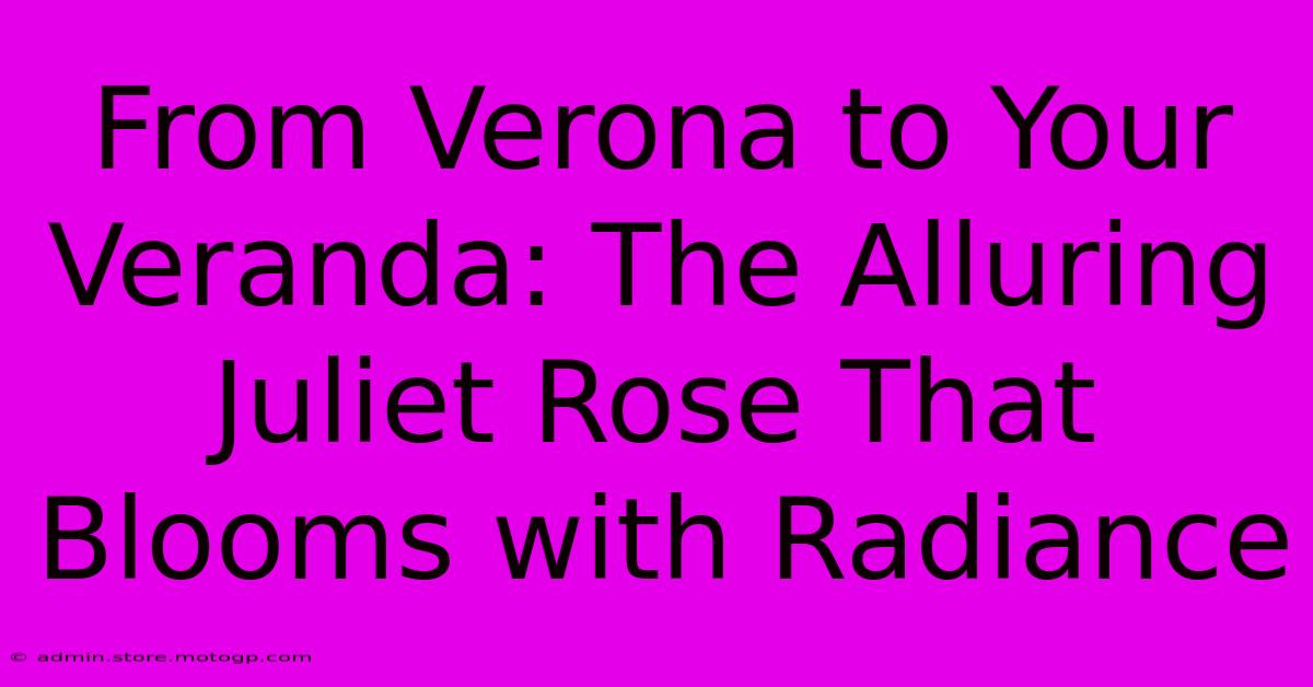 From Verona To Your Veranda: The Alluring Juliet Rose That Blooms With Radiance