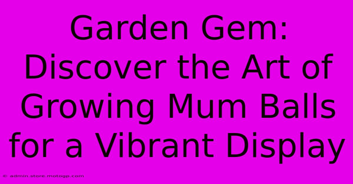 Garden Gem: Discover The Art Of Growing Mum Balls For A Vibrant Display