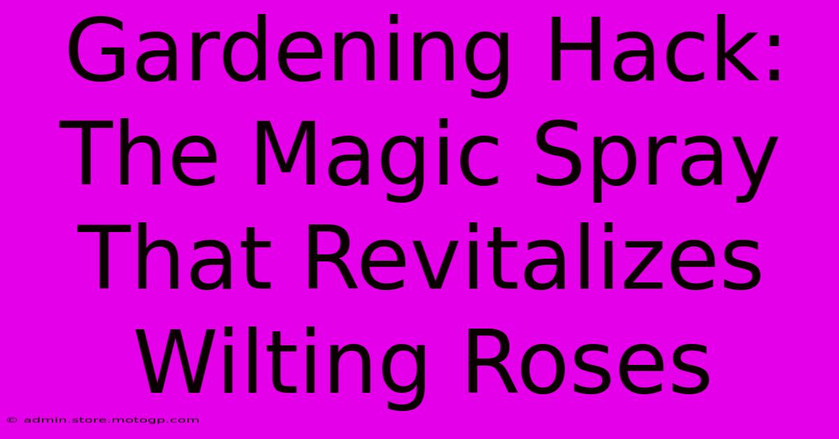 Gardening Hack: The Magic Spray That Revitalizes Wilting Roses