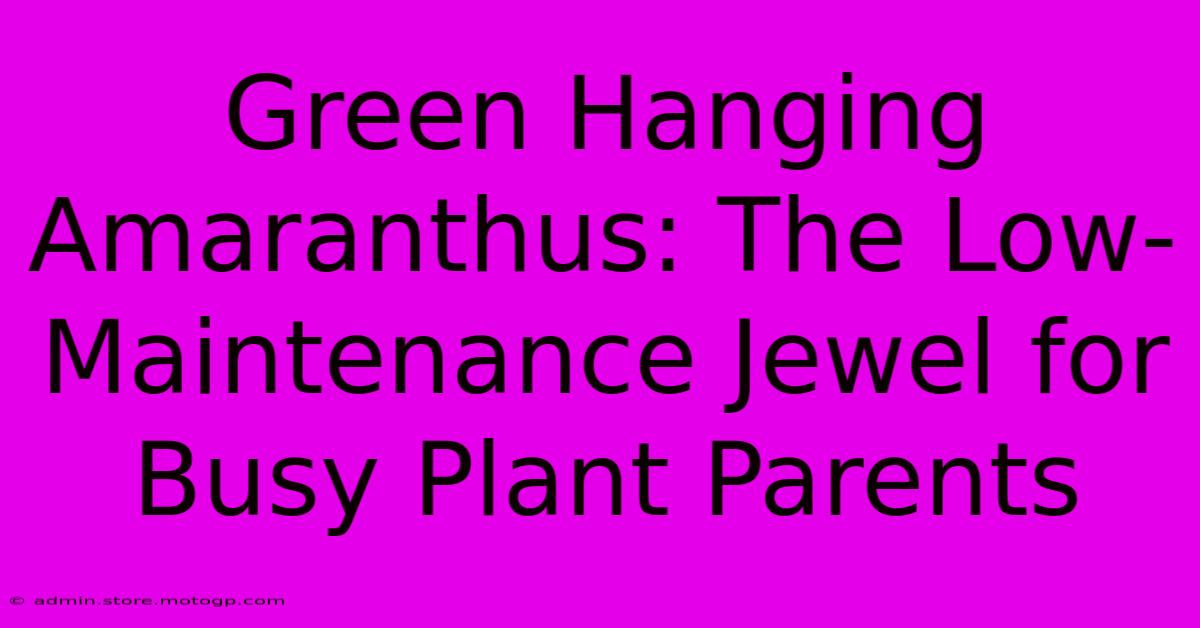 Green Hanging Amaranthus: The Low-Maintenance Jewel For Busy Plant Parents