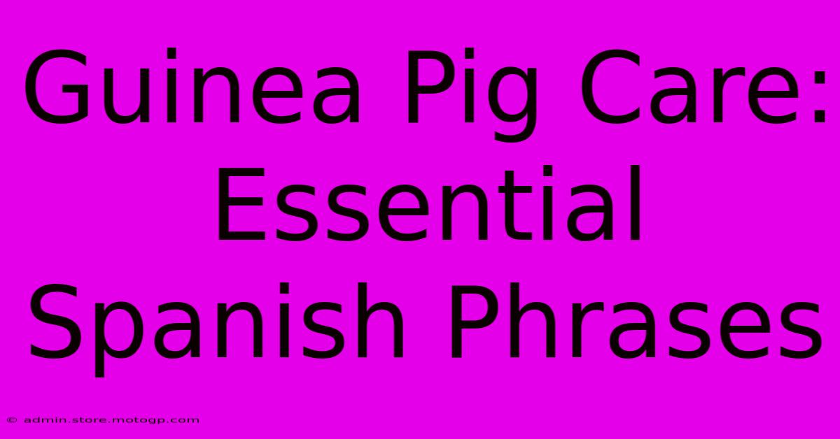 Guinea Pig Care: Essential Spanish Phrases