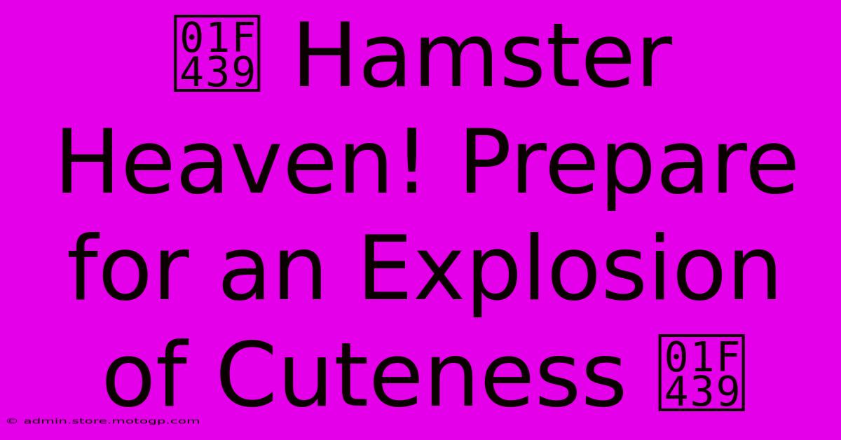 🐹 Hamster Heaven! Prepare For An Explosion Of Cuteness 🐹