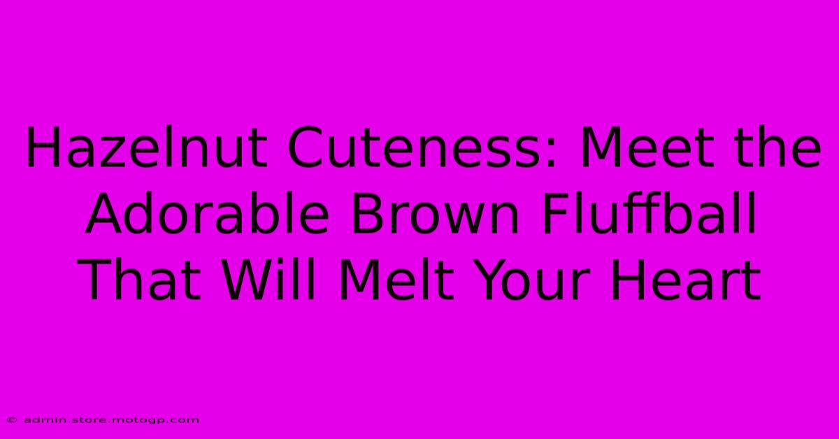 Hazelnut Cuteness: Meet The Adorable Brown Fluffball That Will Melt Your Heart