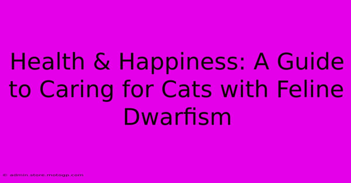 Health & Happiness: A Guide To Caring For Cats With Feline Dwarfism