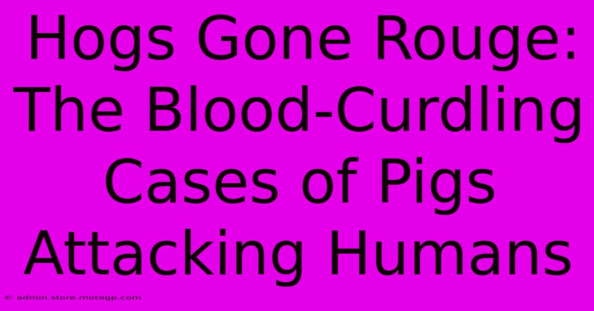 Hogs Gone Rouge: The Blood-Curdling Cases Of Pigs Attacking Humans