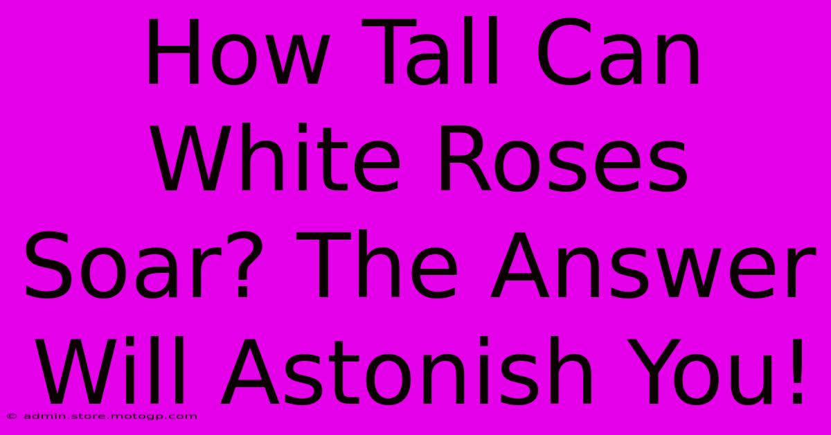 How Tall Can White Roses Soar? The Answer Will Astonish You!