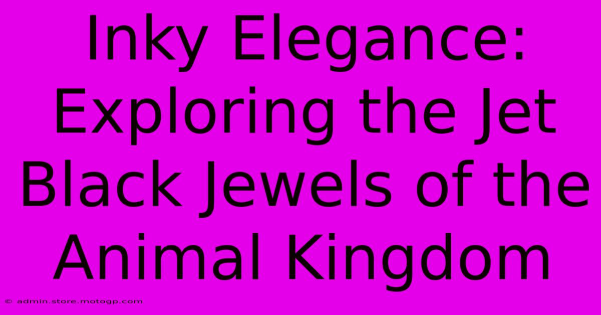 Inky Elegance: Exploring The Jet Black Jewels Of The Animal Kingdom