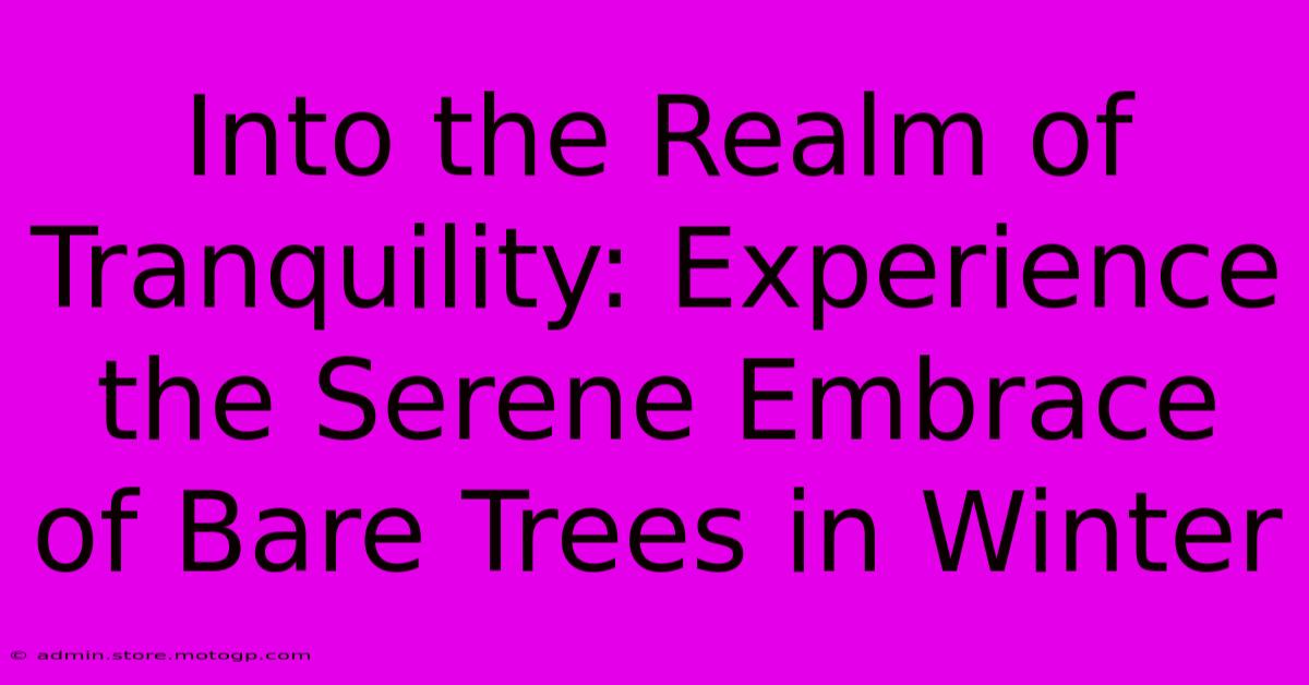 Into The Realm Of Tranquility: Experience The Serene Embrace Of Bare Trees In Winter