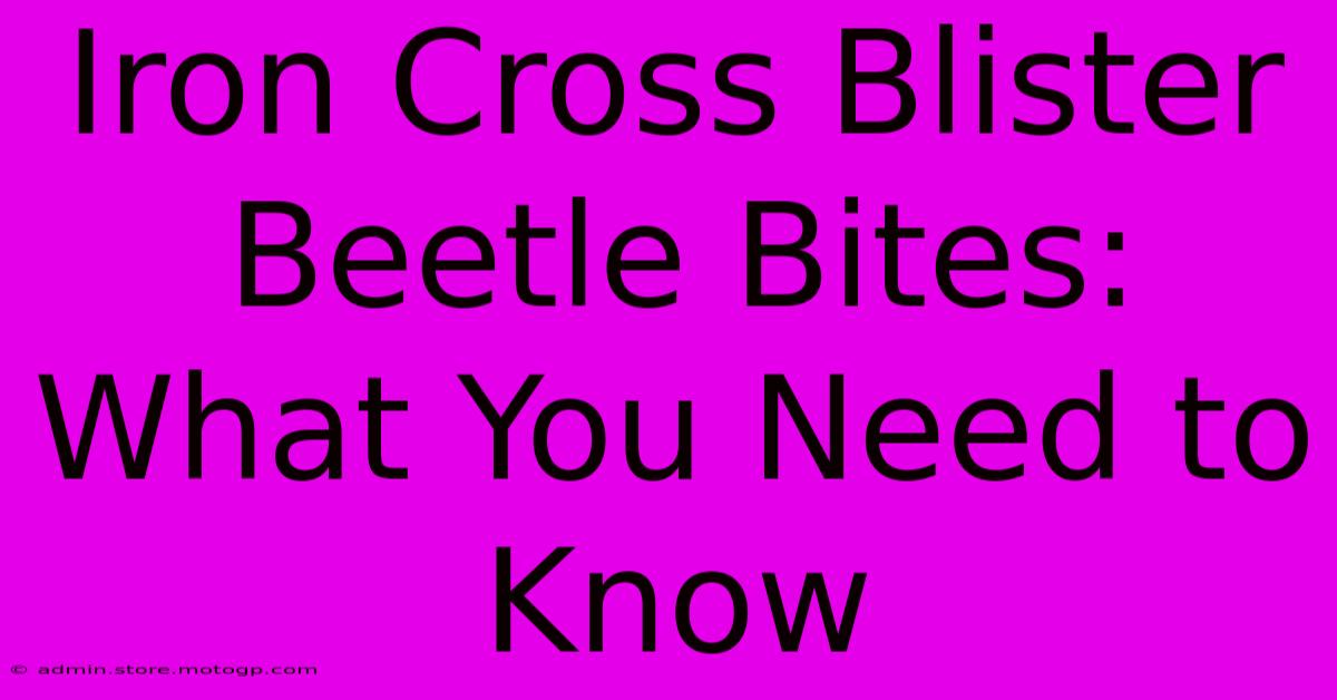 Iron Cross Blister Beetle Bites: What You Need To Know