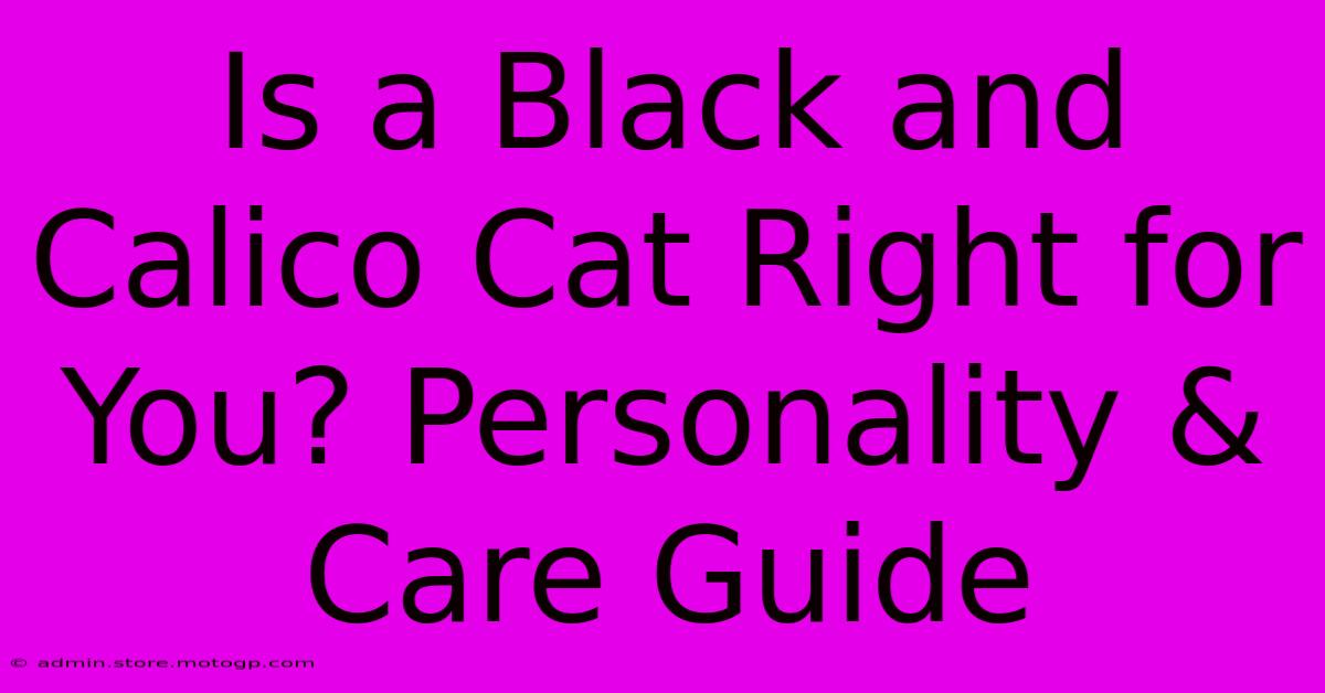 Is A Black And Calico Cat Right For You? Personality & Care Guide