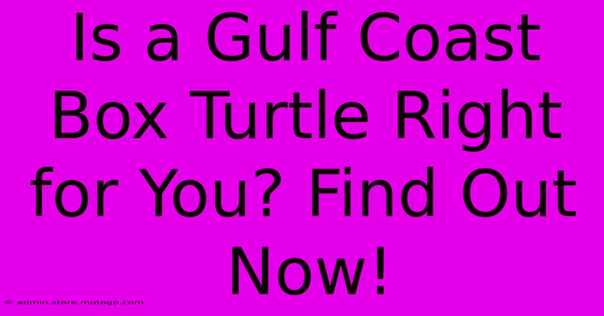 Is A Gulf Coast Box Turtle Right For You? Find Out Now!