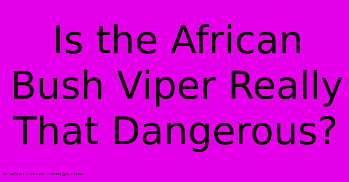 Is The African Bush Viper Really That Dangerous?