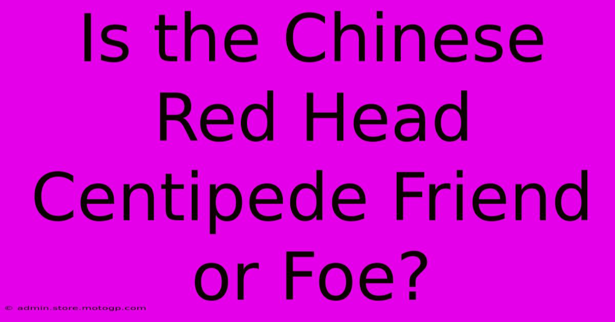 Is The Chinese Red Head Centipede Friend Or Foe?