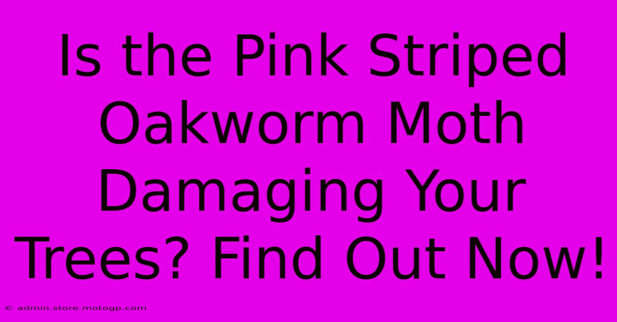 Is The Pink Striped Oakworm Moth Damaging Your Trees? Find Out Now!