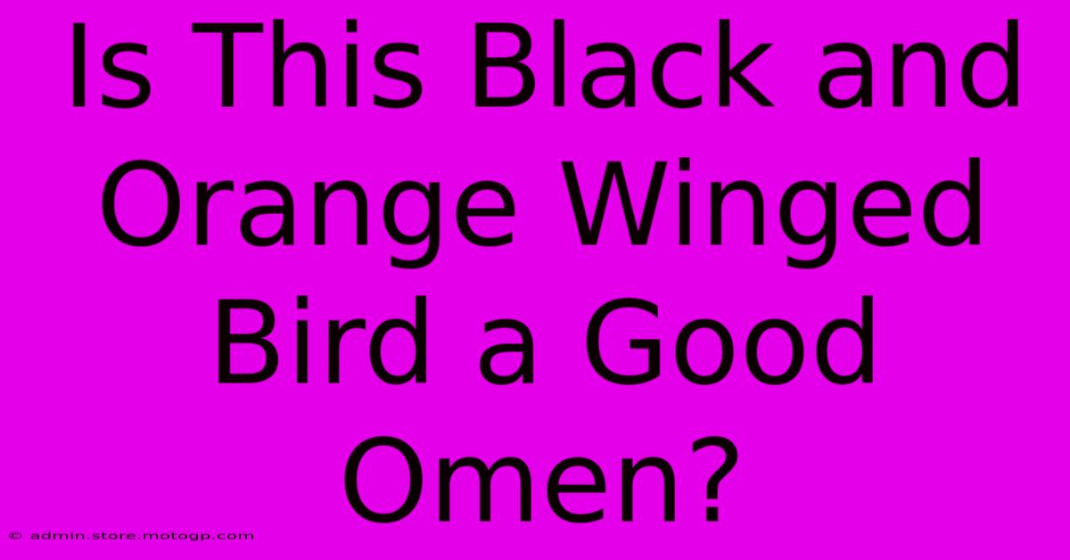 Is This Black And Orange Winged Bird A Good Omen?